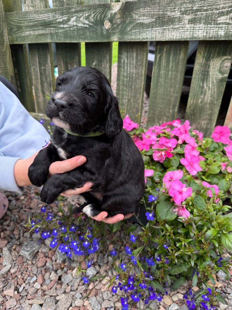 Sprockerpoo pups 