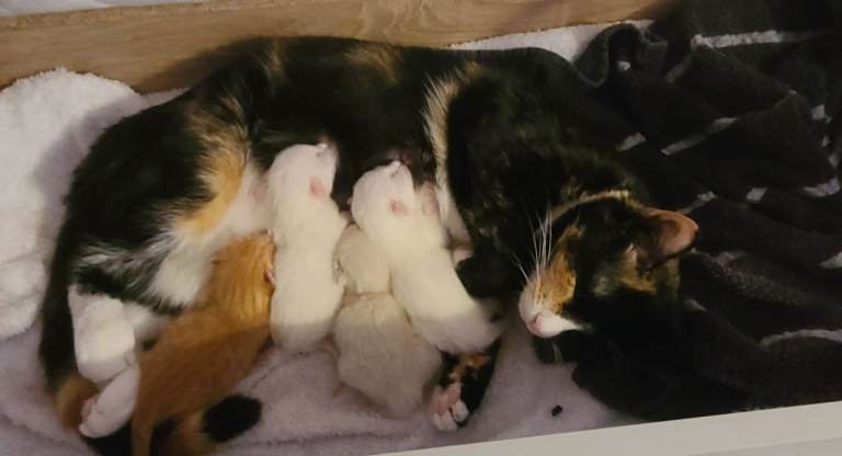 3 male kittens