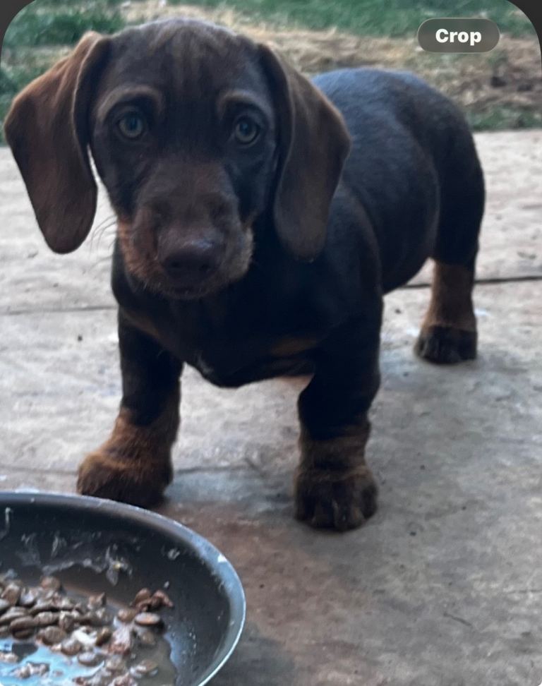 Beautiful Standard Dachshund pups 
