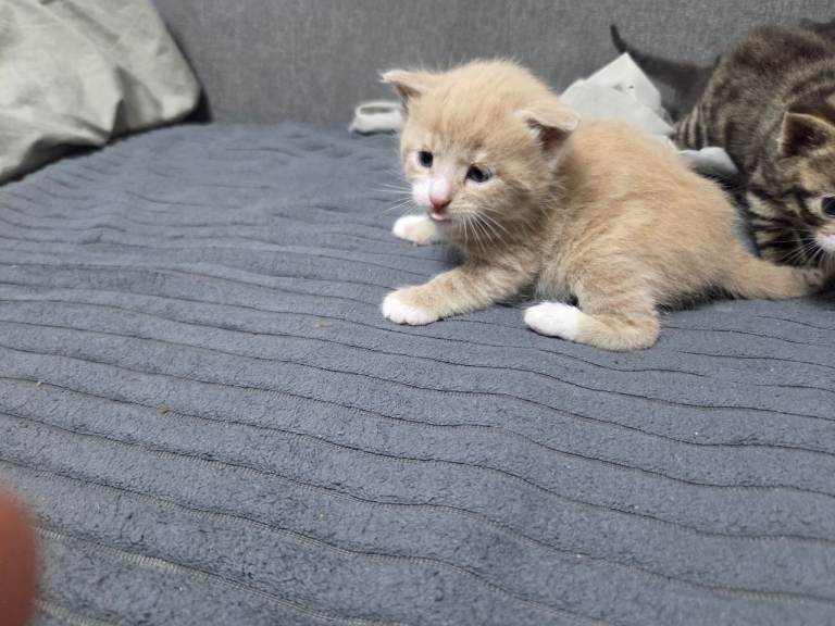 4 Adorable Kittens Ready for Their New Home 