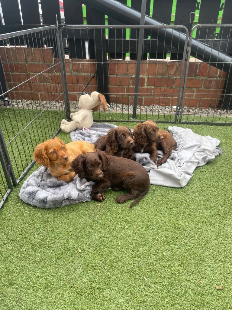 Cocker spaniel puppies price reduced for last two puppies