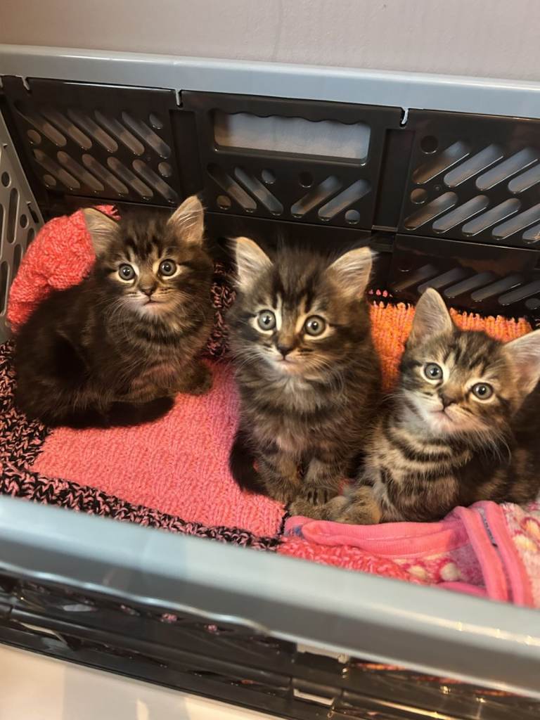 Kittens ready now 