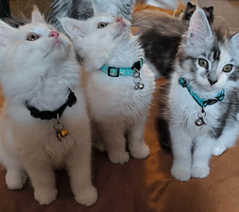 5 Maine Coon Kittens