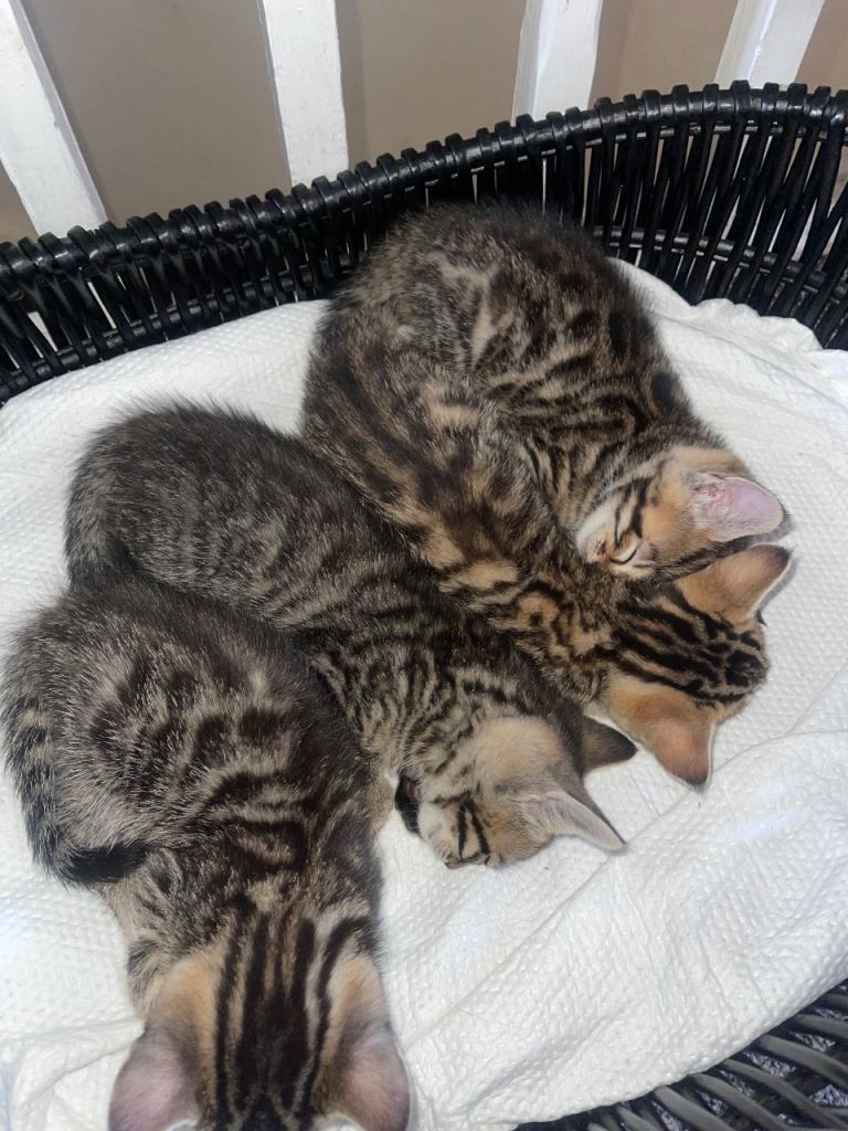 Bengal / British shorthair mixed kittens 