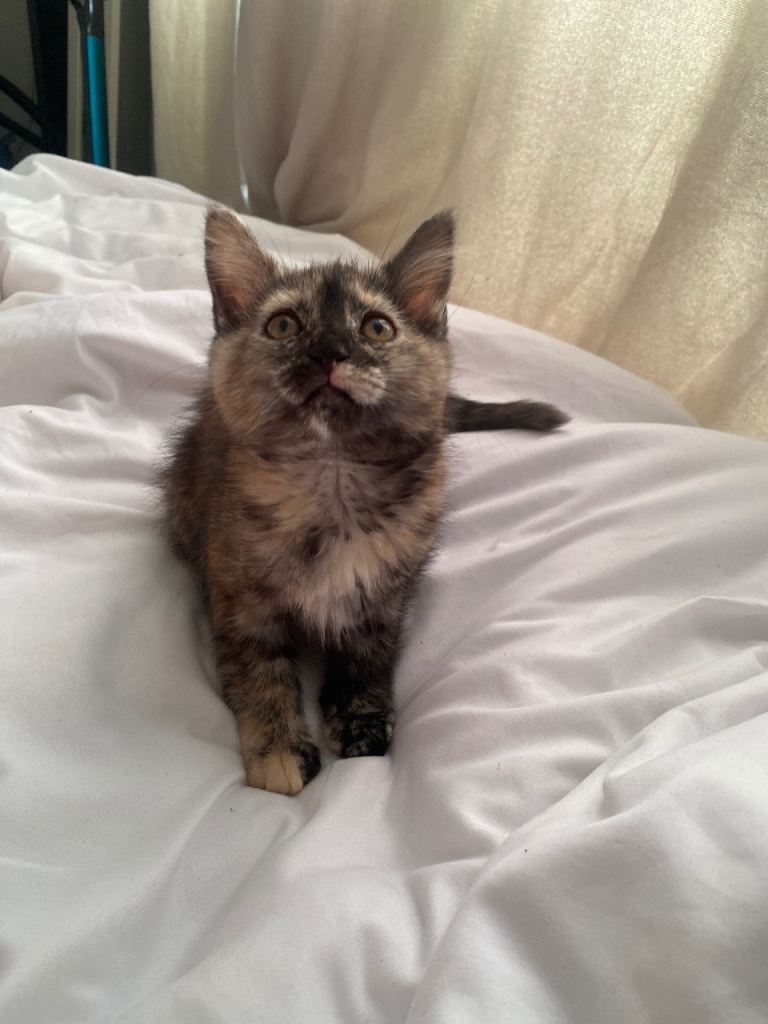 Beautiful Maine coon cross 