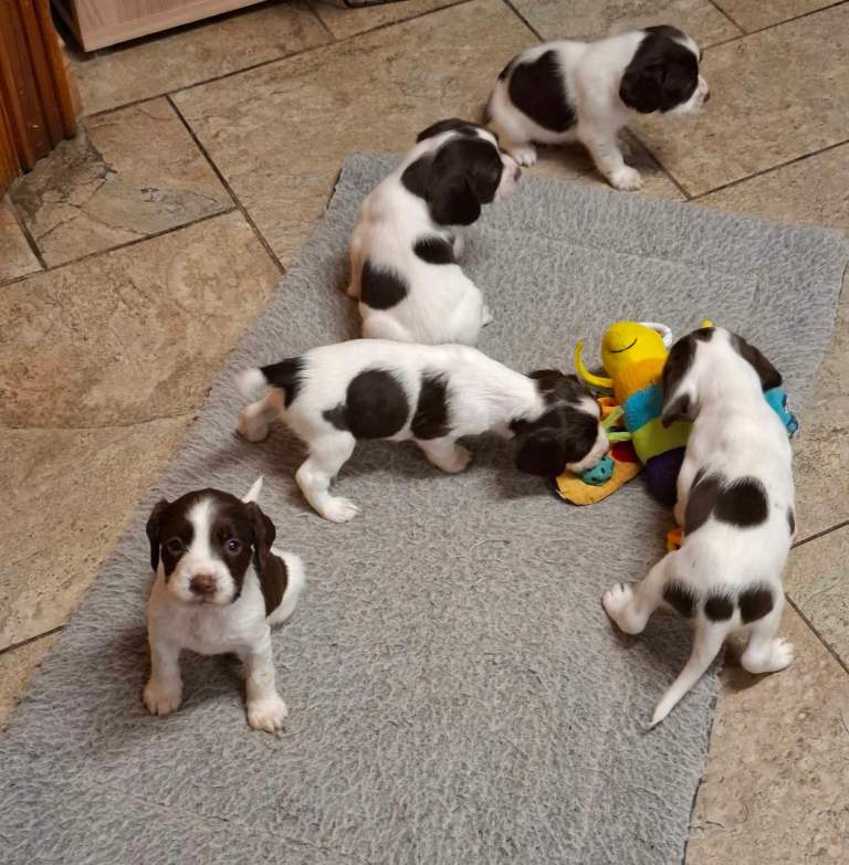 English springer spaniel puppies 