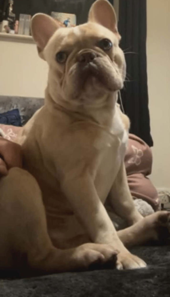 French bulldogs for sale 