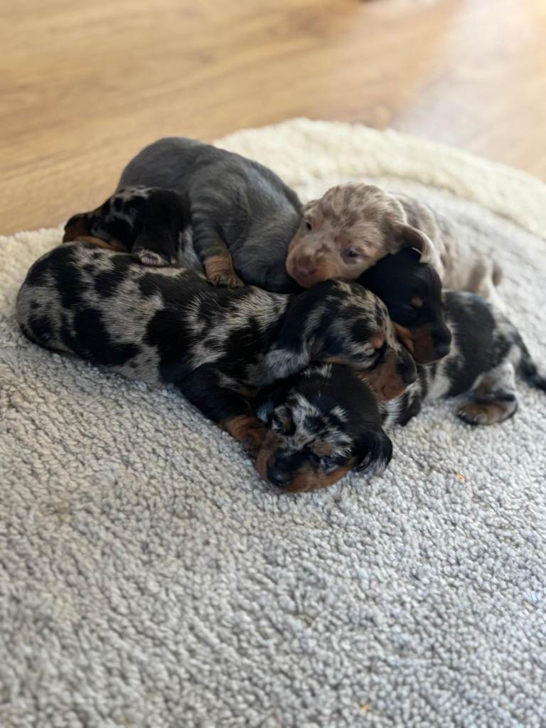 Dachshund puppys for sale 