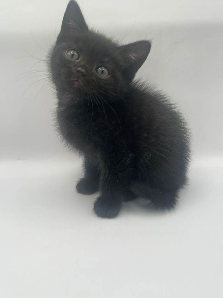 Beautiful British Shorthair cross kittens for sale