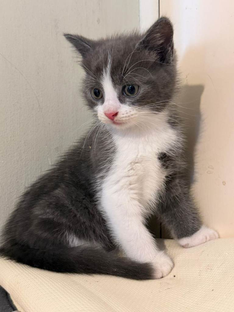 Male/Female Kittens