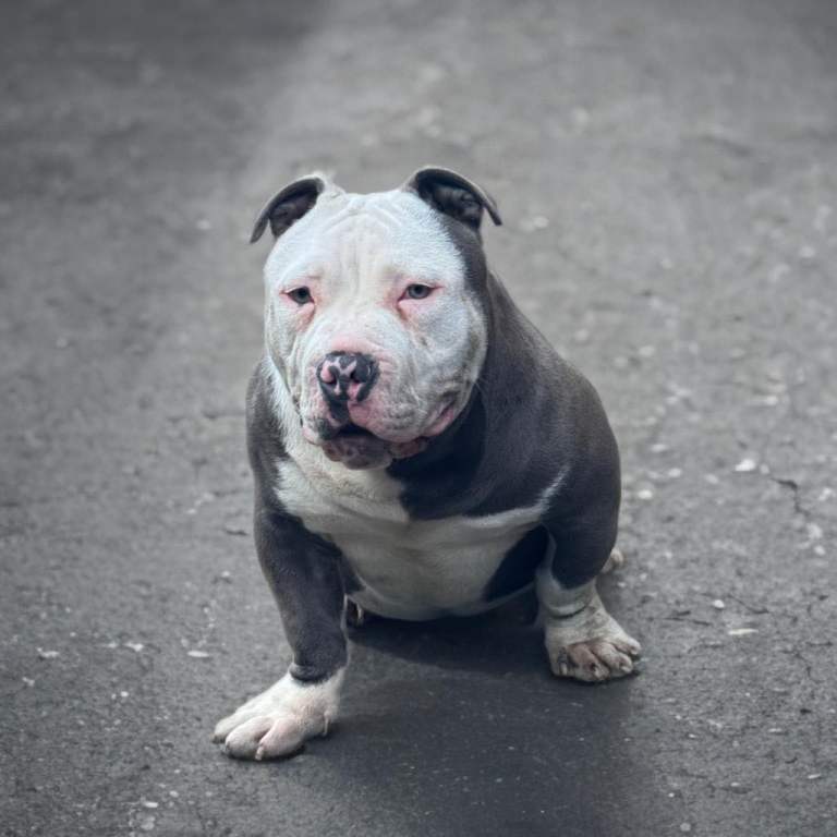Pocket bully 14 months American pocket bully