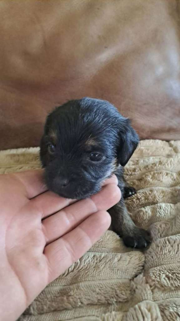 4 Border Terrier Boys