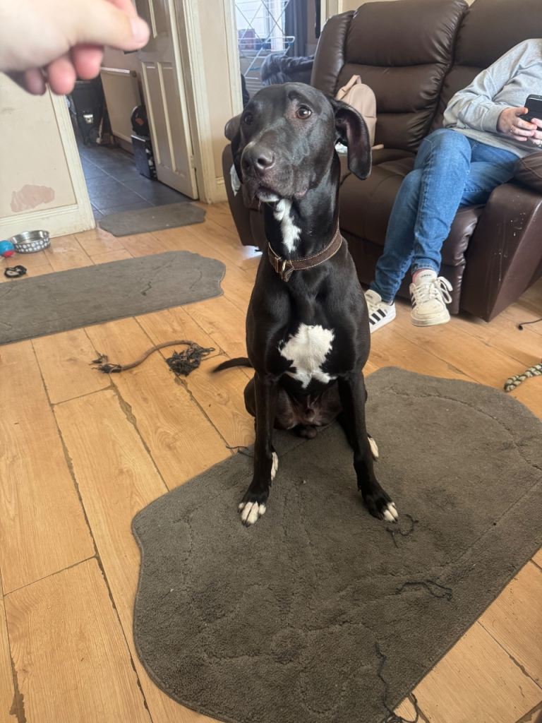 Bandit looking for new home 9month old lurched 