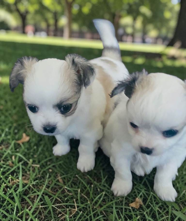 2 Beautiful Long Coat Chihuahua pups