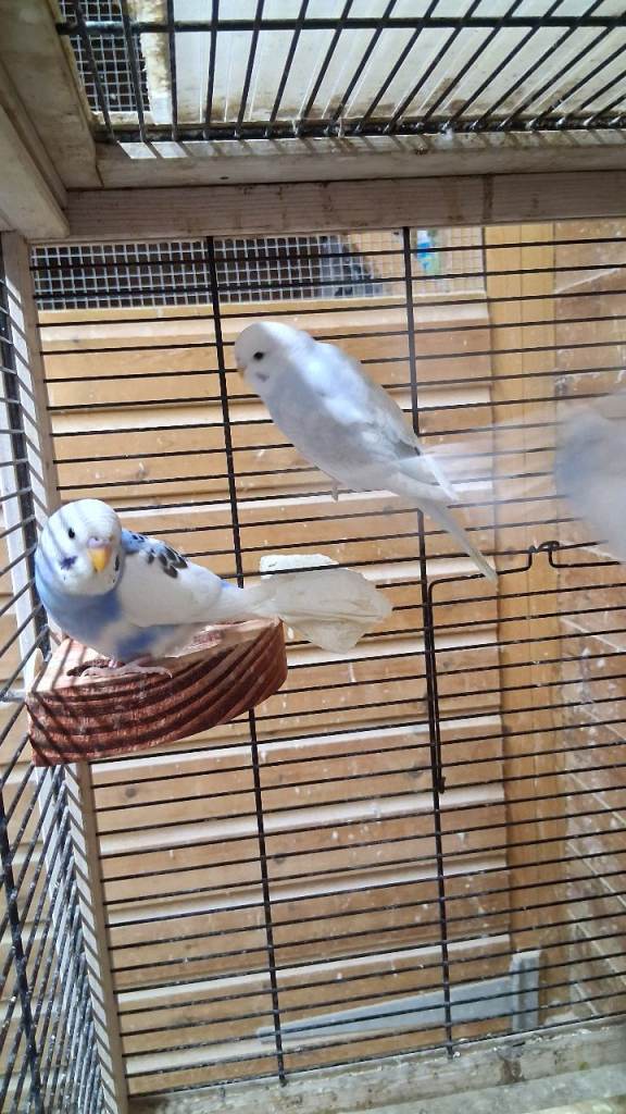 BABY BUDGIES FOR SALE
