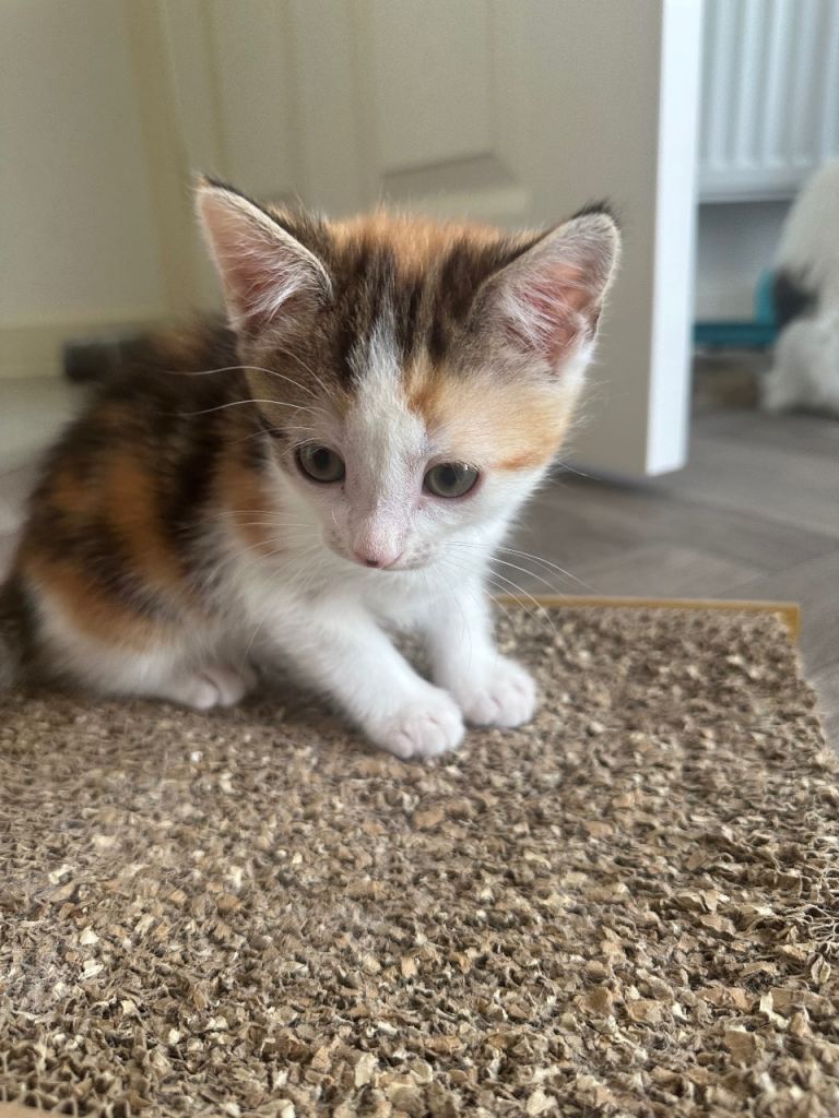 Adorable Female Calico Kitten For Sale