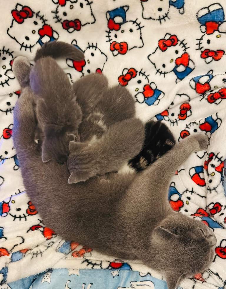 5 Fluffballs for sale 