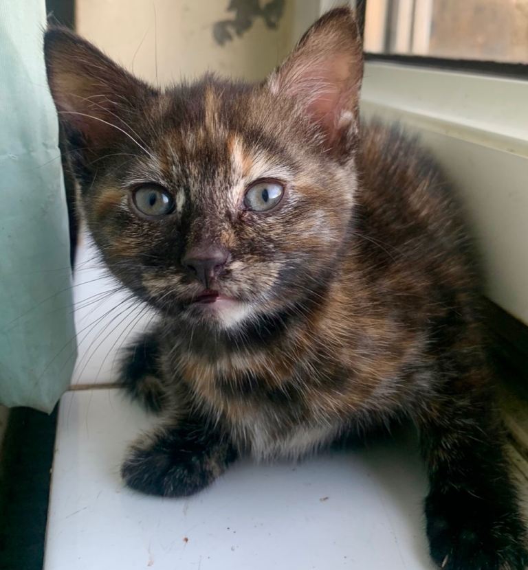 Loving homes wanted for healthy kittens