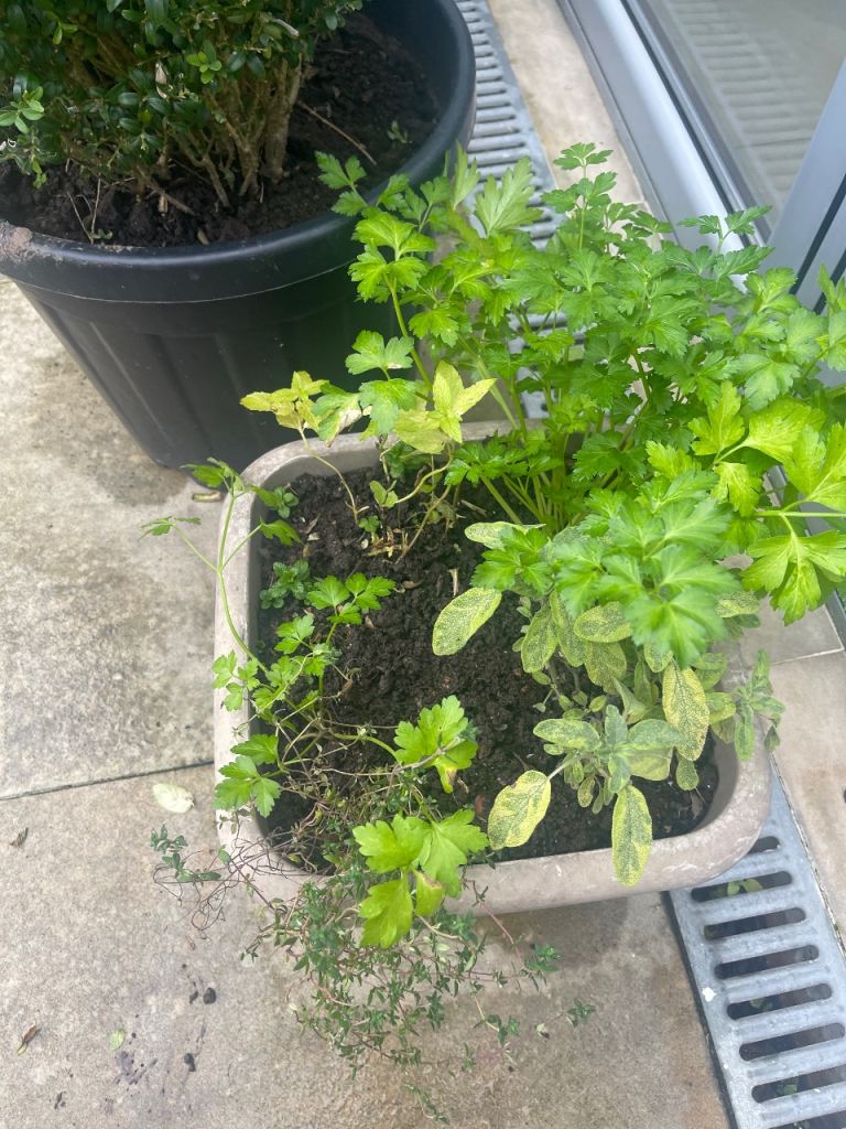 Large planter with herbs: thyme, mint, sage, parsley. Fulham