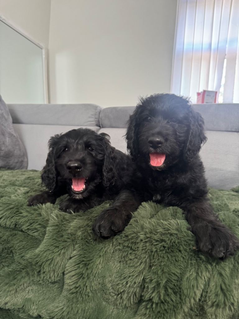 F1 standard Goldendoodle puppies 