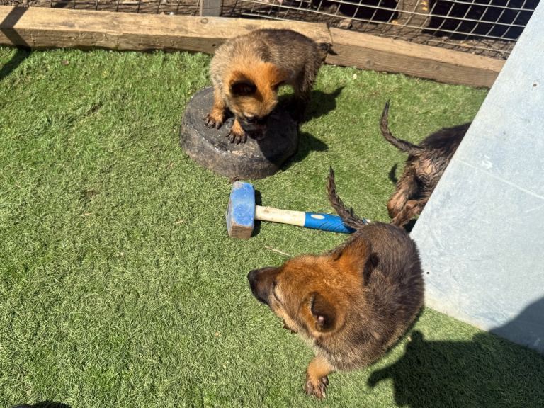 German shepherd puppies 