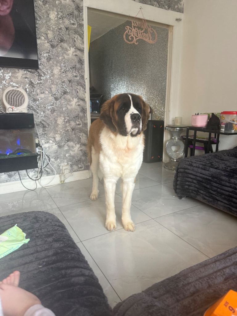 9 month male  old saint benard 