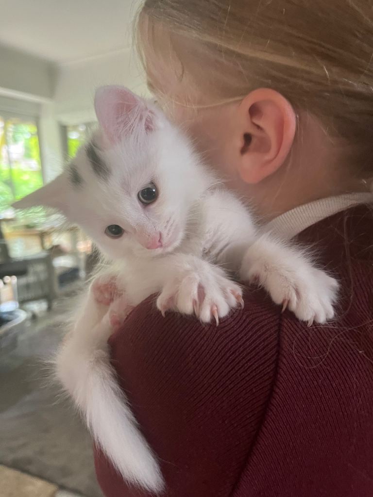White Angora girl - best friend 