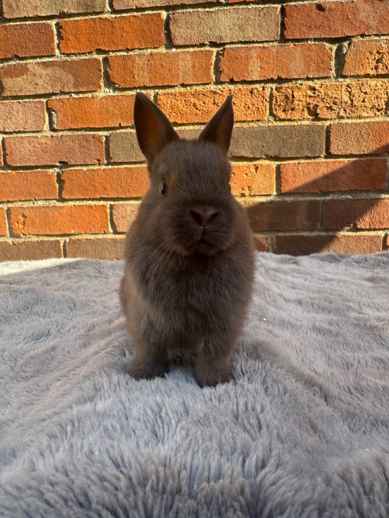 Netherland Dwarf buck - ready now 