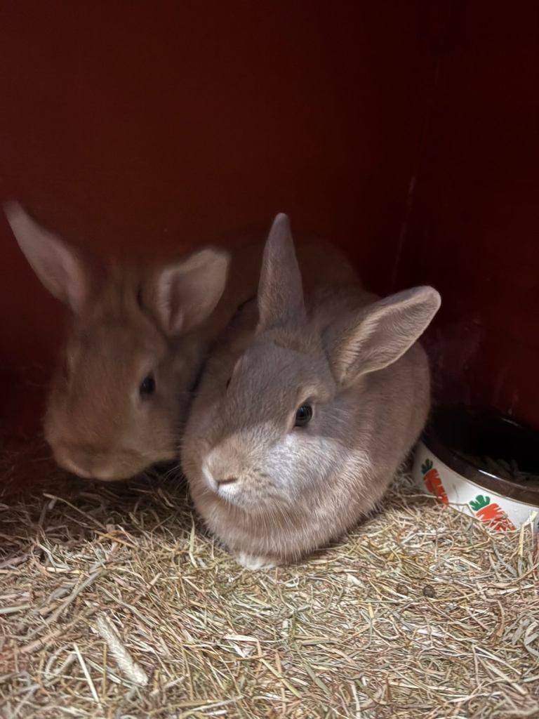 Lionhead Rabbits 