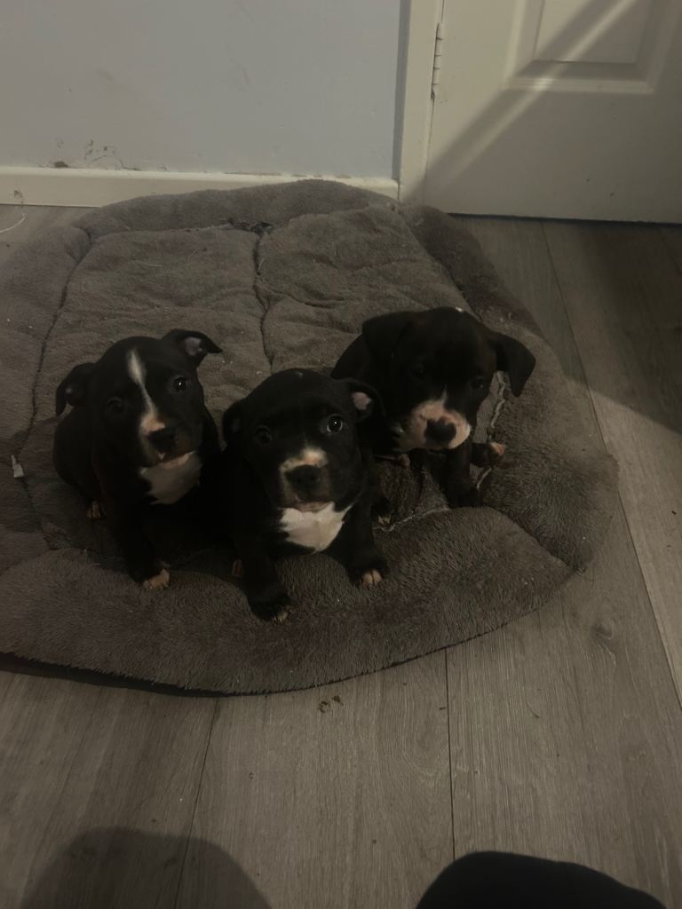 2 Lovely Staffie Pups for Sale. Ready now. 