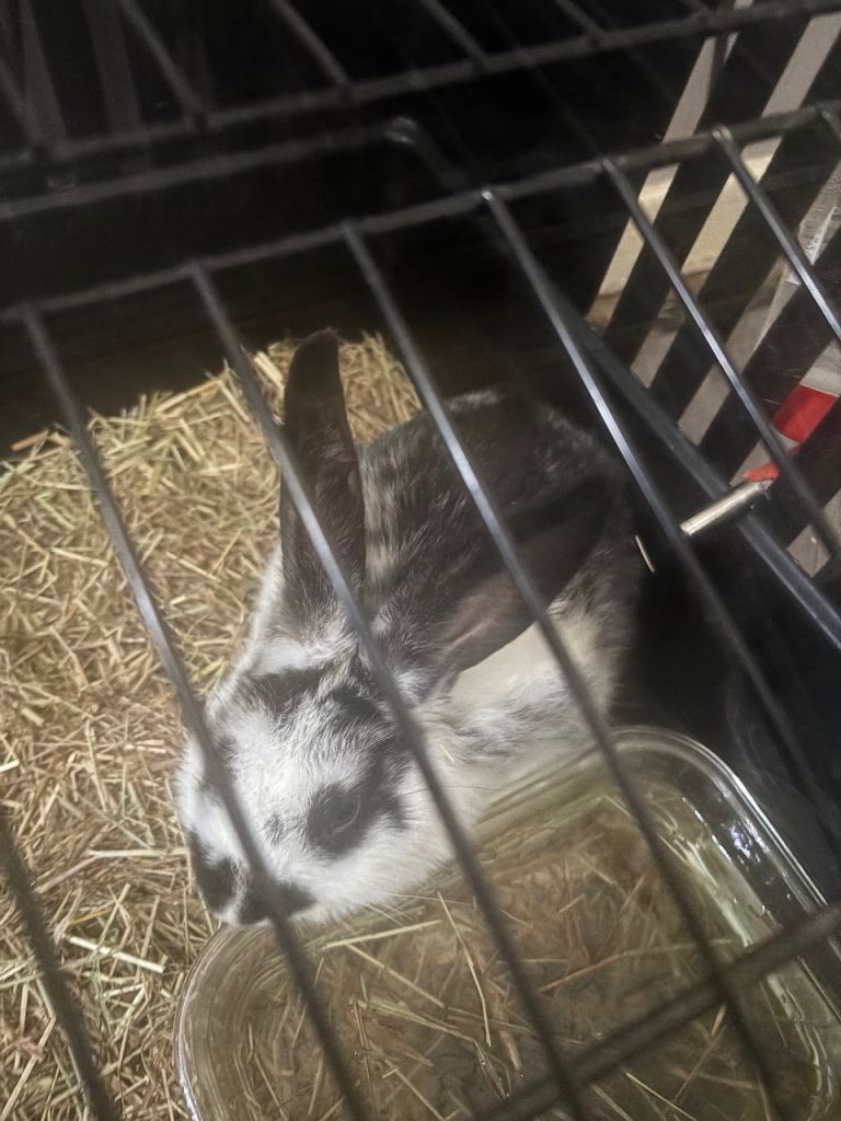 Giant lop mixed with lion head 