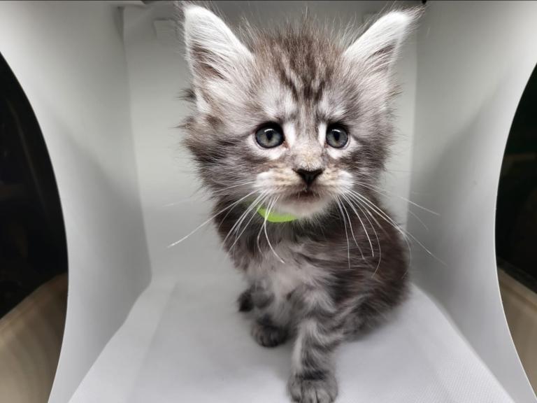 Maine Coon Kittens For Sale.