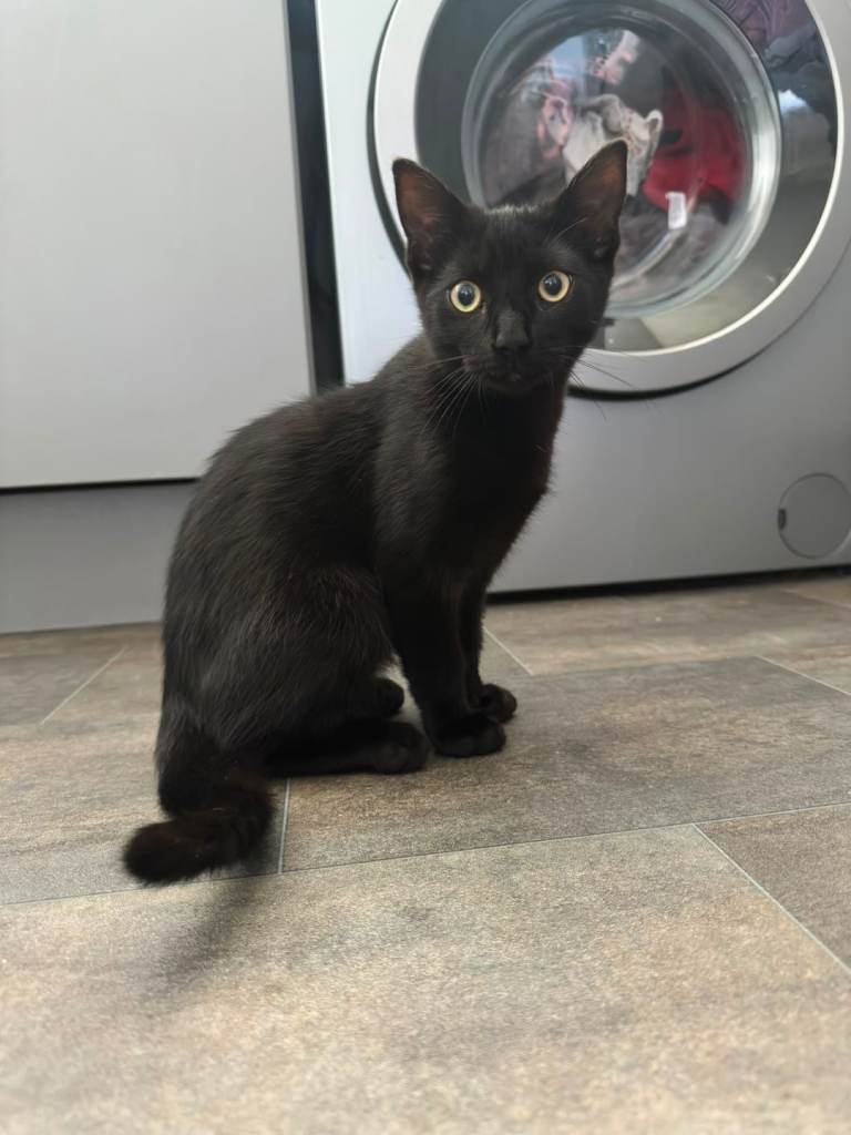 Loving forever home needed....