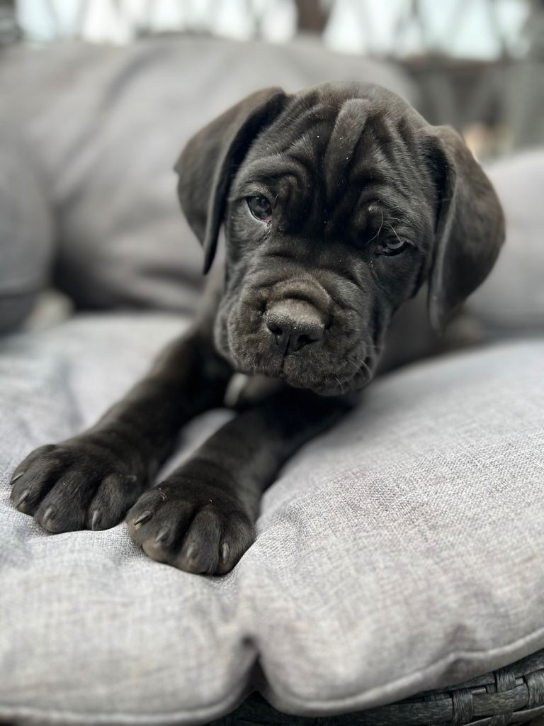 Cane corso puppies Leicester