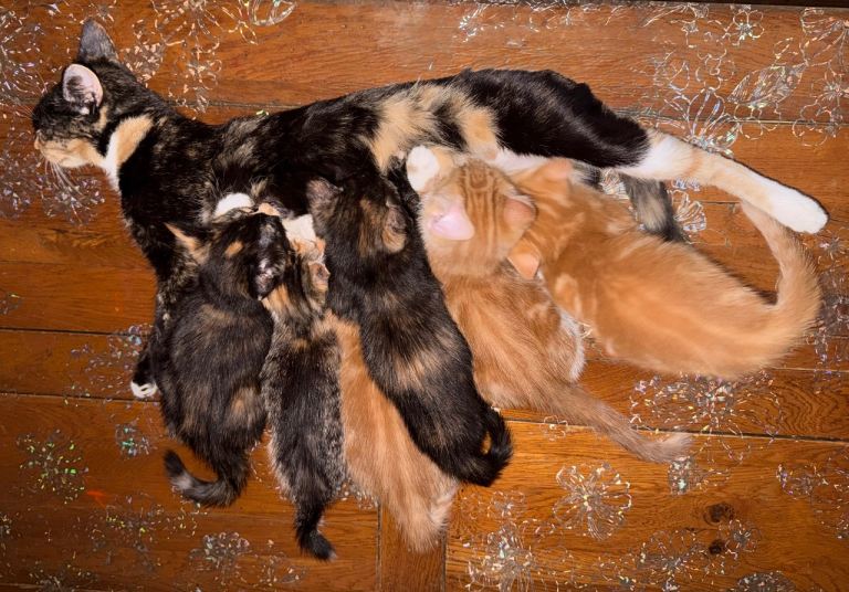 Kittens for Sale - Litter Trained and Ready to go