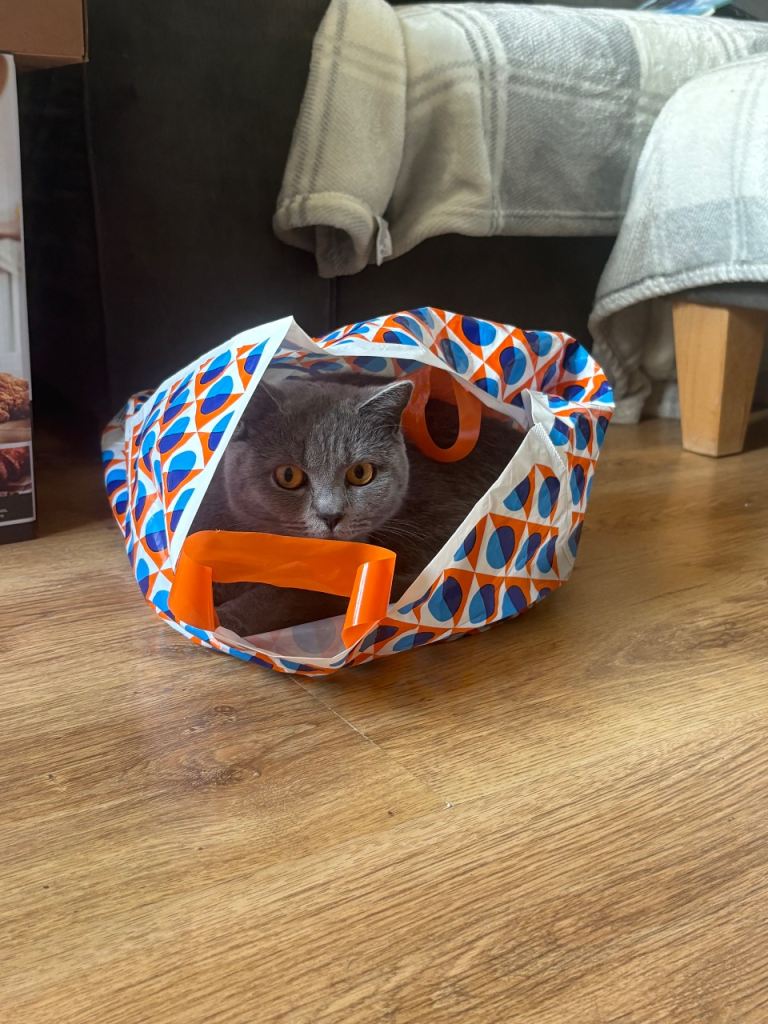 Female cat 