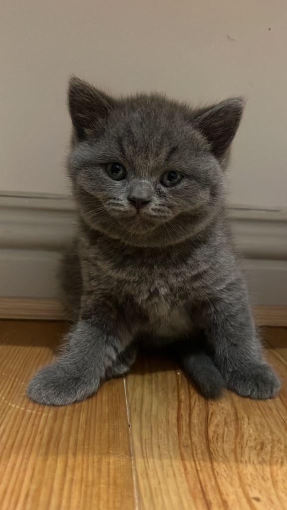 1 Pedigree British Shorthair Male Kittens 🐾