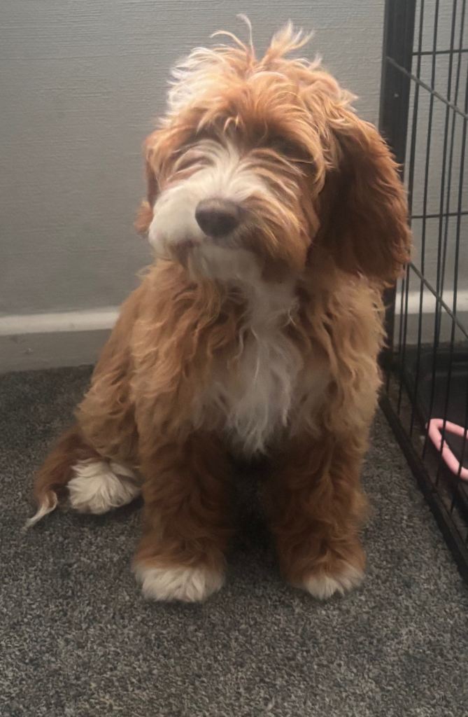 Cockapoo