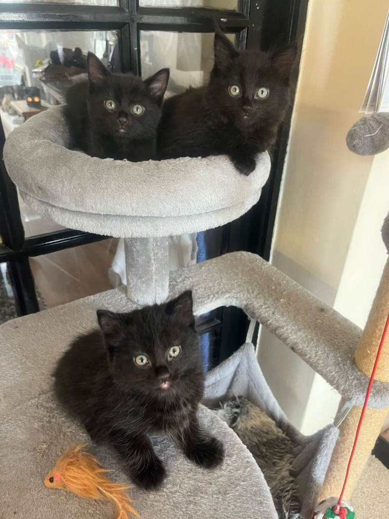 3 beautiful kittens for sale 