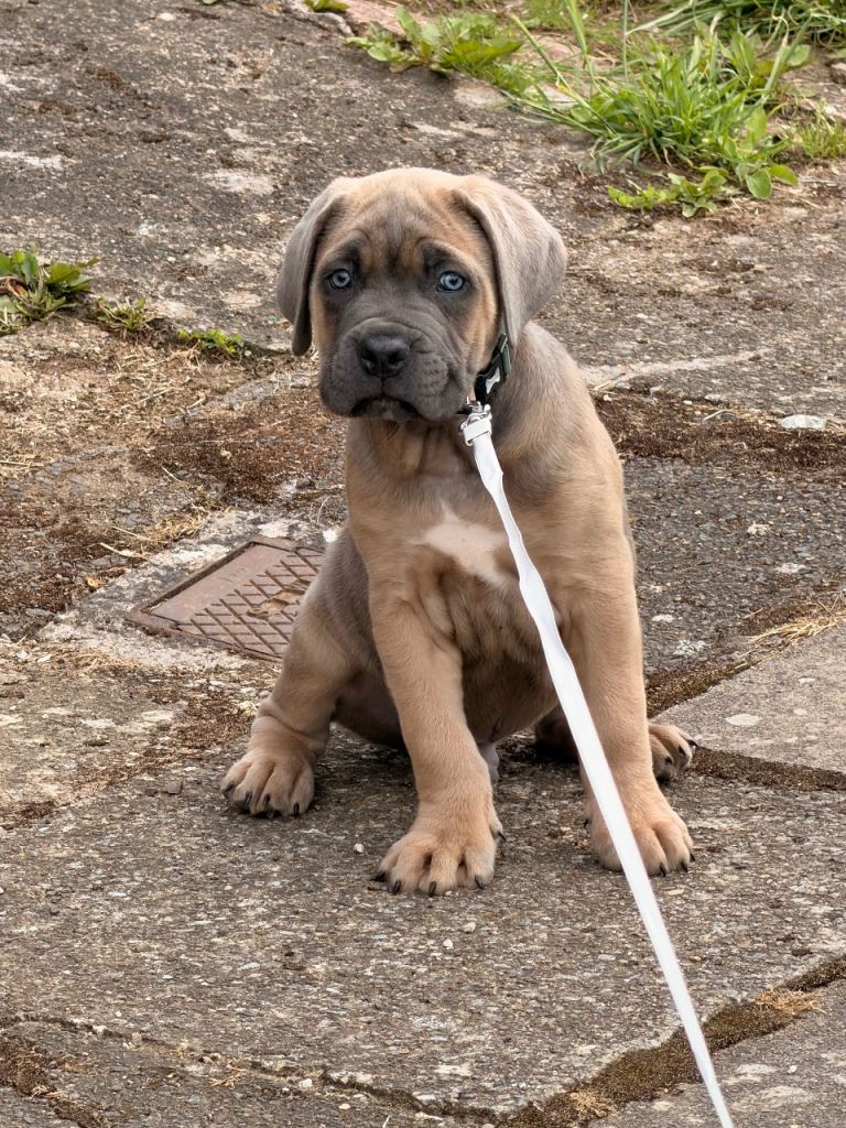 Cane corso puppy