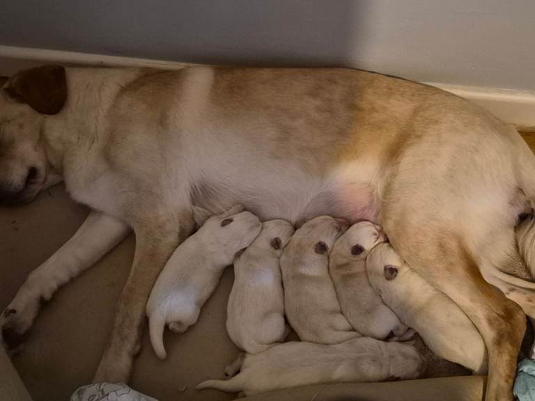 3 puppies for sale 