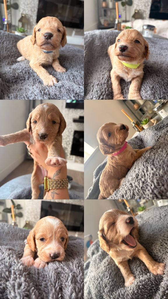 Gorgeous Sprockerpoo Puppies✨