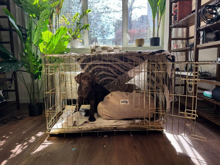Large Champagne Dog Crate