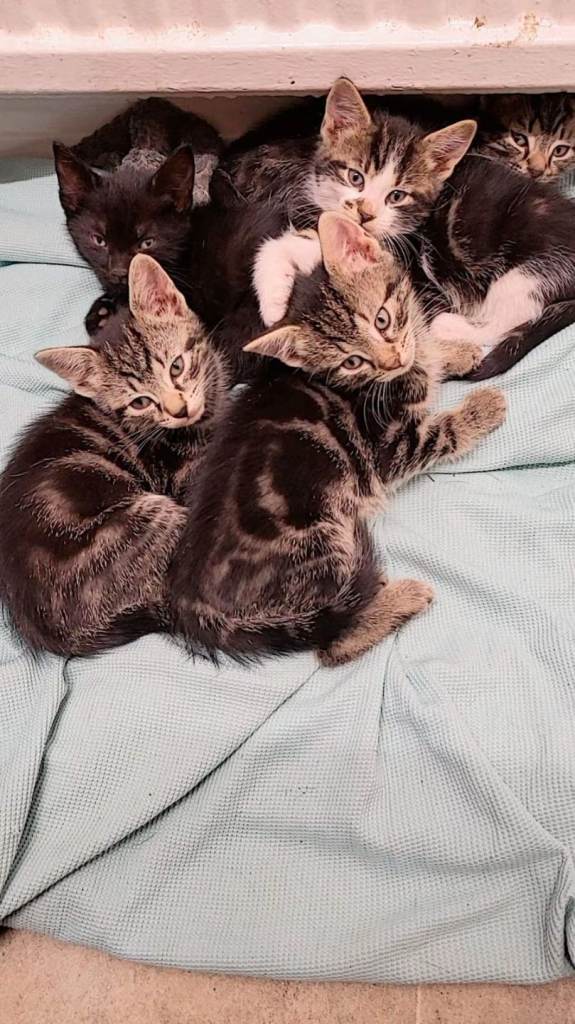 Beautiful kittens