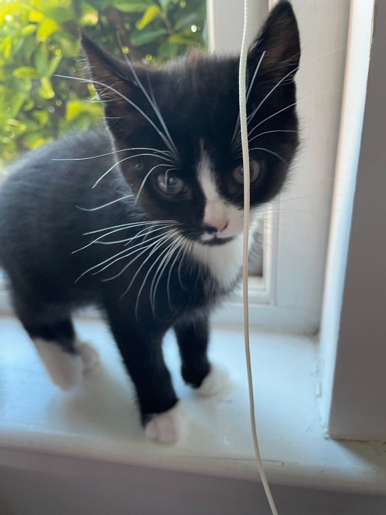 Kittens ready for new home