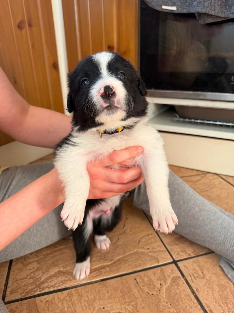 Tri colour puppies for sale