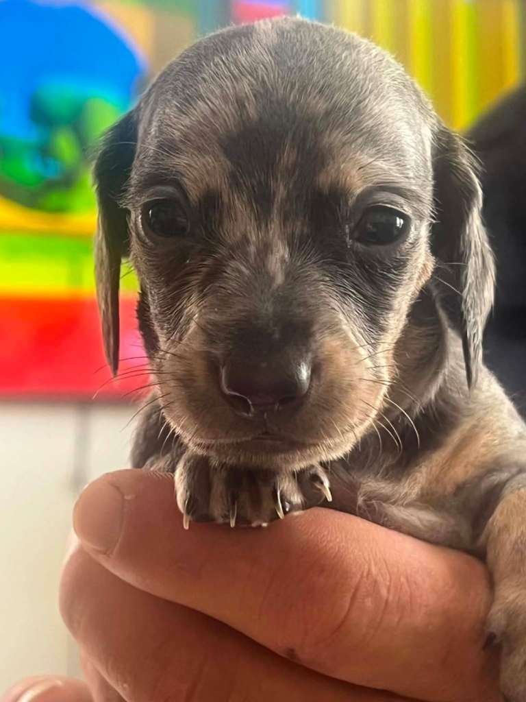 Beautiful, Exceptionally Petite Miniature Dachshund Boys – DNA & PRA Clear