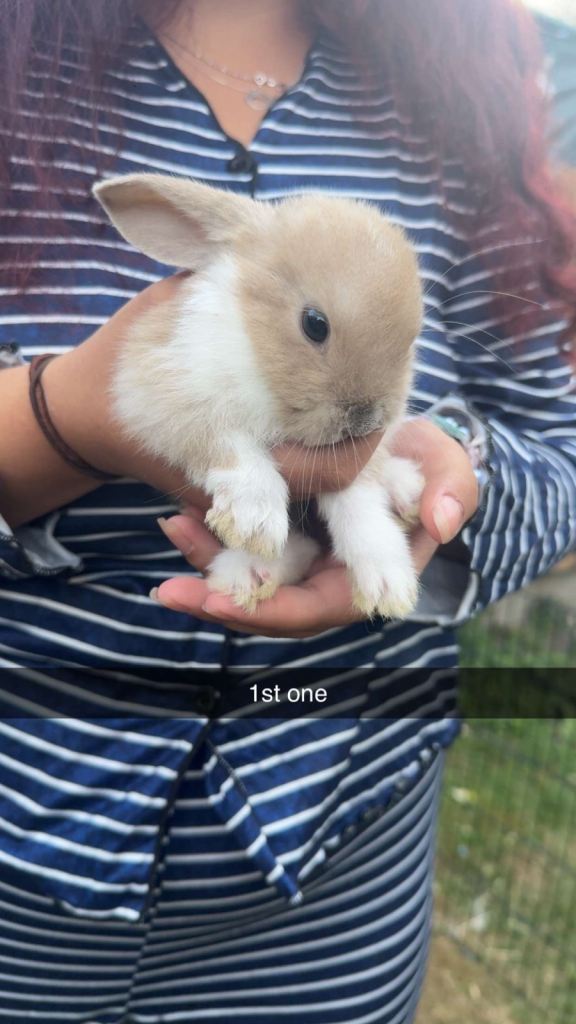 Lop / lionhead rabbits for sale 