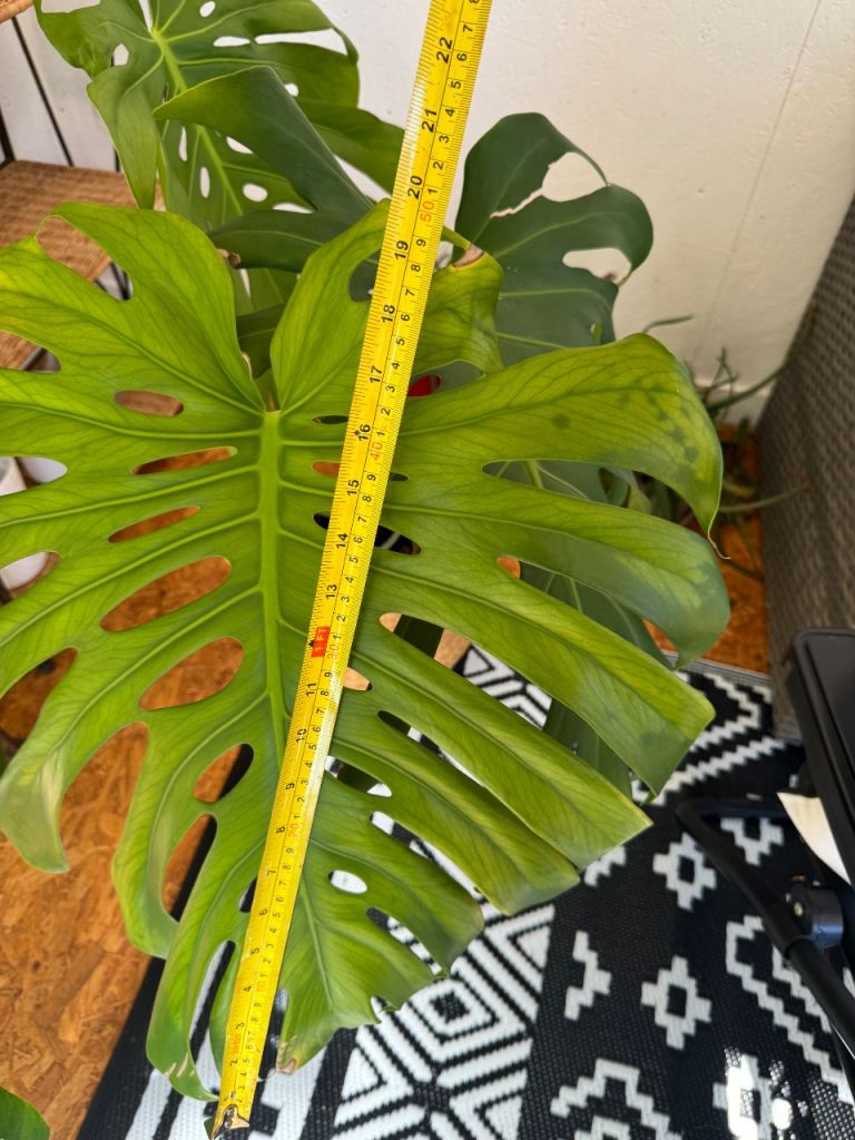 35” tall Large monstera plant with giant leaves 
