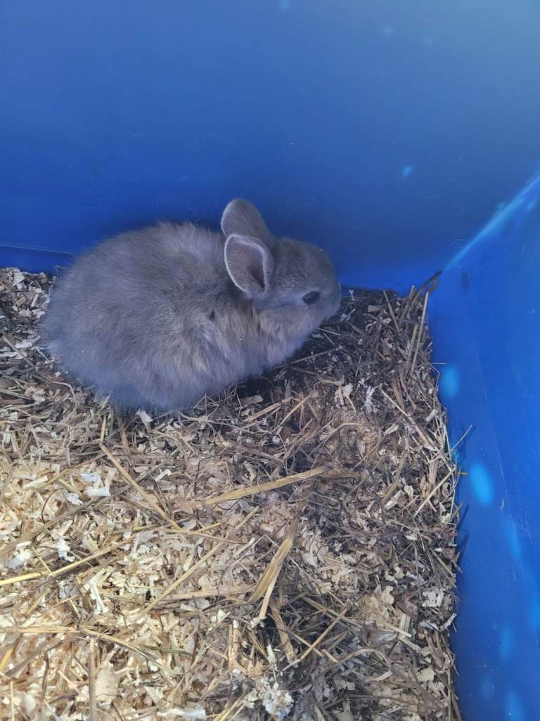 Baby Rabbits